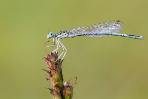 Blaue Federlibelle