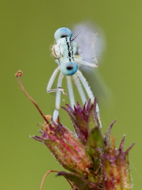 Blaue Federlibelle Blaue Federlibelle