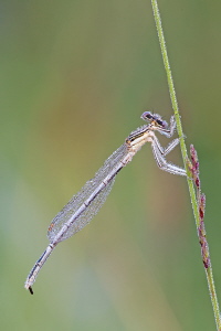 Blaue Federlibelle