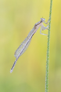 Blaue Federlibelle