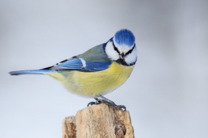 Blaumeise Blaumeise