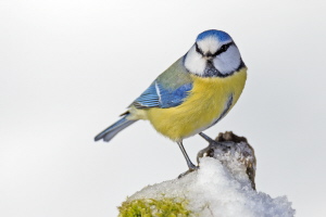 Blaumeise Blaumeise