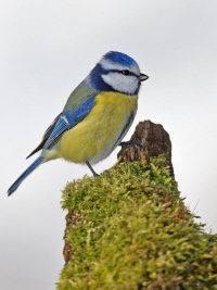 Blaumeise Blaumeise