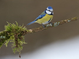 Blaumeise Blaumeise