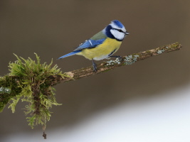 Blaumeise Blaumeise
