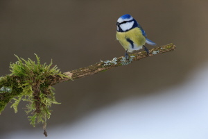 Blaumeise Blaumeise