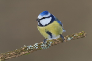 Blaumeise Blaumeise