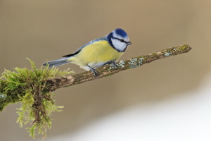 Blaumeise Blaumeise