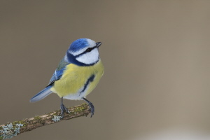Blaumeise Blaumeise