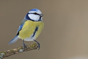 Blaumeise Blaumeise