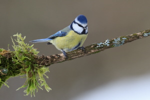 Blaumeise Blaumeise