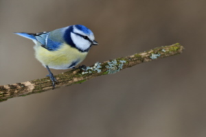 Blaumeise Blaumeise