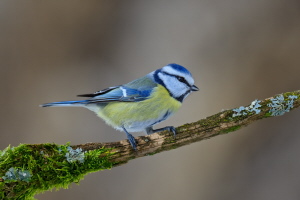 Blaumeise Blaumeise