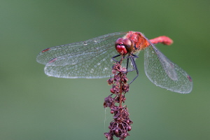 Blutrote Heidelibelle Blutrote Heidelibelle