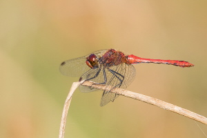 Blutrote Heidelibelle Blutrote Heidelibelle