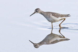 Bruchwasserläufer Bruchwasserläufer