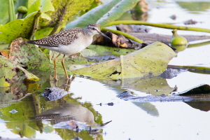 Bruchwasserläufer Bruchwasserläufer