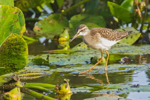 Bruchwasserläufer Bruchwasserläufer
