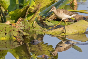 Bruchwasserläufer Bruchwasserläufer