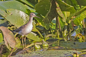 Bruchwasserläufer