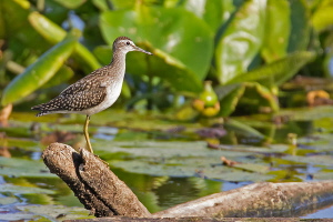 Bruchwasserläufer Bruchwasserläufer