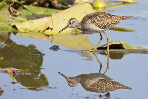 Bruchwasserläufer Bruchwasserläufer