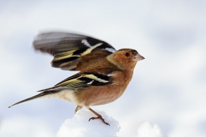 Buchfink Buchfink