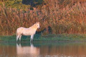 Camargue Pferd Camargue Pferd