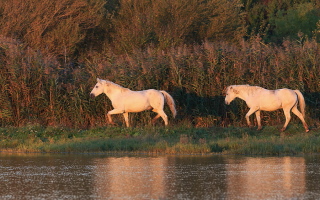 Camargue Pferd Camargue Pferd