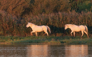 Camargue Pferd