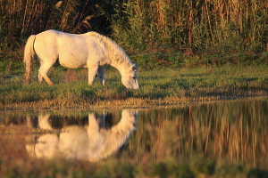 Camargue Pferd Camargue Pferd