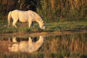 Camargue Pferd