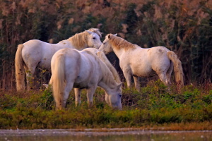 Camargue Pferd Camargue Pferd