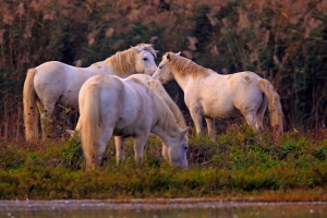 Camargue Pferd