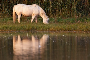 Camargue Pferd Camargue Pferd