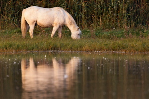 Camargue Pferd