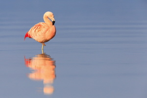 Chileflamingo Chileflamingo