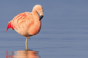 Chileflamingo Chileflamingo