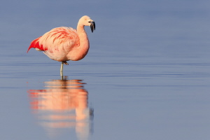 Chileflamingo