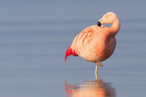Chileflamingo Chileflamingo