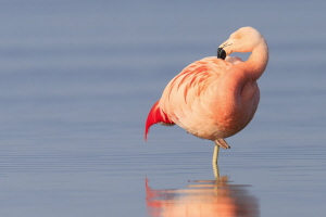 Chileflamingo