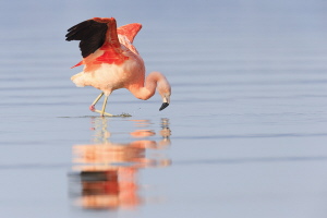 Chileflamingo