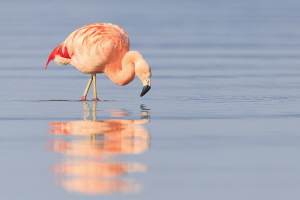 Chileflamingo Chileflamingo