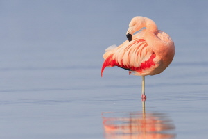 Chileflamingo Chileflamingo