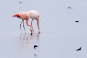 Chileflamingo Chileflamingo