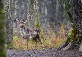 Damhirsch Damhirsch