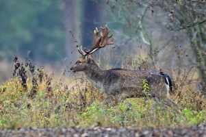 Damhirsch Damhirsch