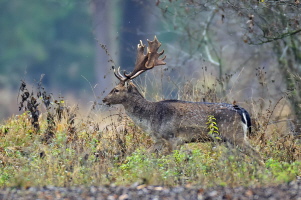 Damhirsch