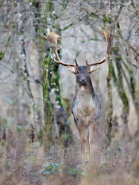 Damhirsch