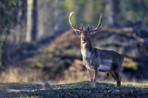 Damhirsch Damhirsch